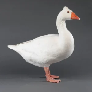 Goslings: Roman Tufted