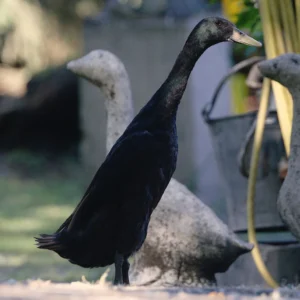 Black Runner Duck
