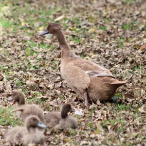 Khaki Campbell Duck