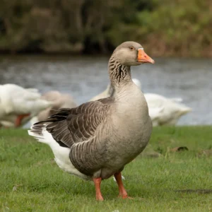 Goslings: Pilgrim