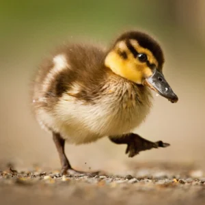 Rouen Duck