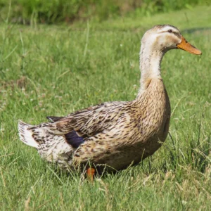 Appleyard Duck
